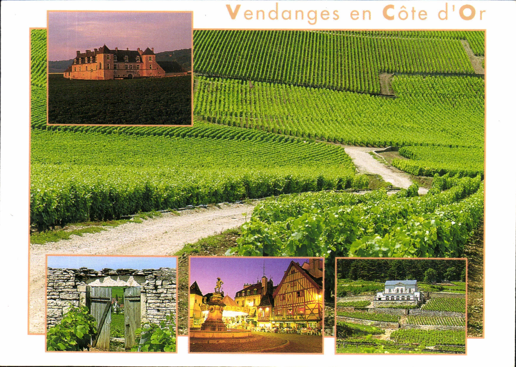 CPM Vendanges en Cote d'Or 