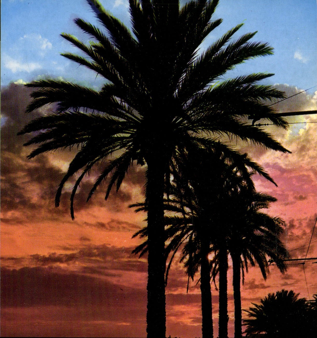 CPM La Mediterranee coucher de Soleil
