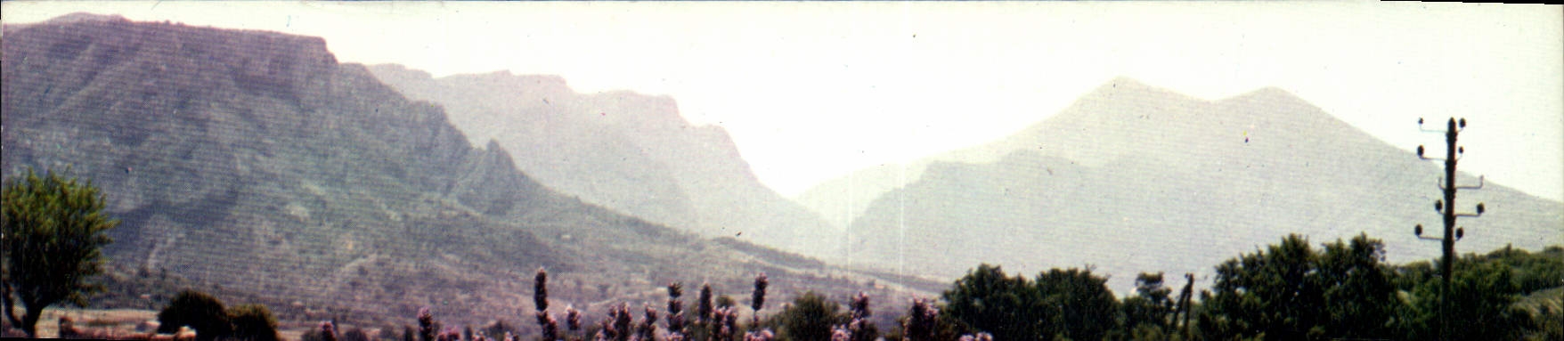 CPM Reflets de la Cote d'Azur au Pays de la Lavande un beau Bouquet de Lavande 