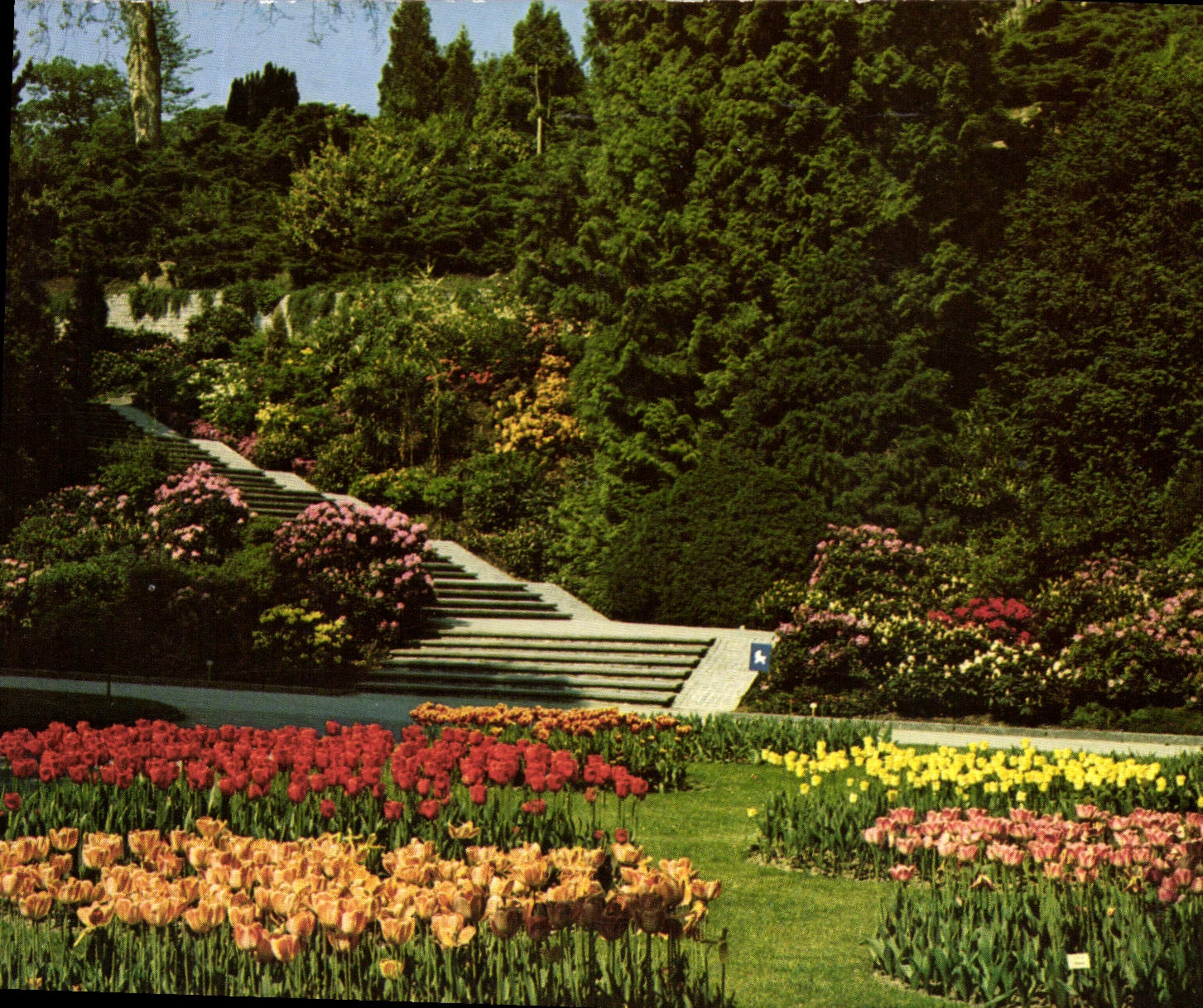CPM Insel Mainau im Bodensee Ufergartem mit Tulpen und Rhododendron Treppe Chemins de Fer en lignes
