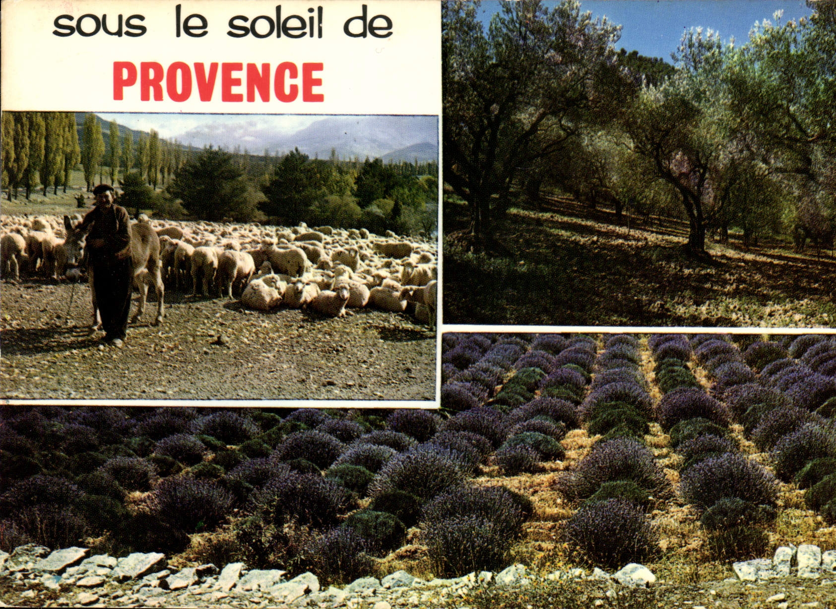 CPM Sous le soleil de Provence