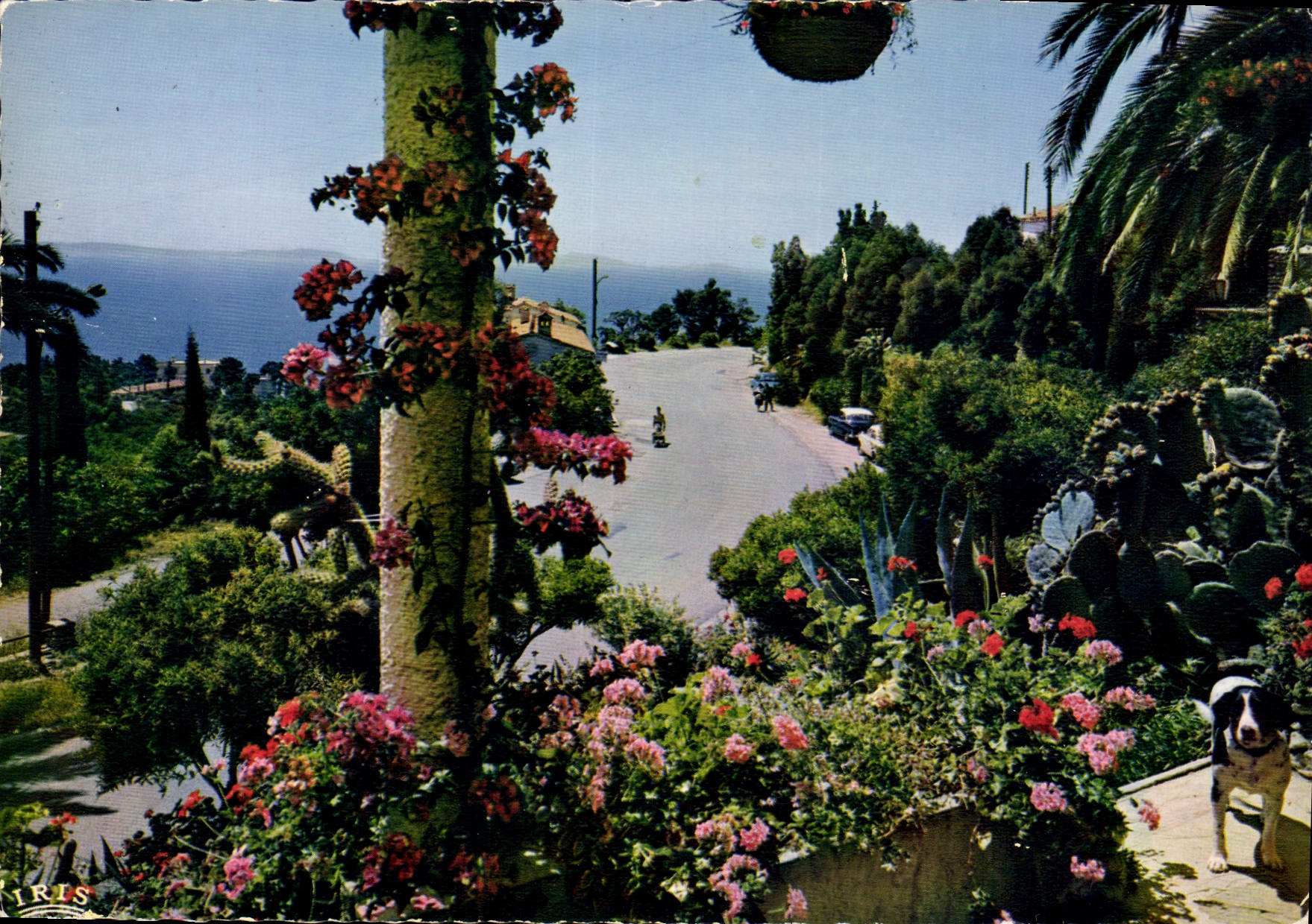 CPM Reflets de la Cote d'Azur Vegetation Luxuriante Bordant la route du Littoral mediterraneen
