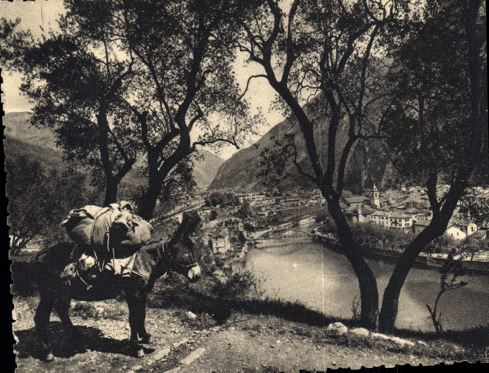 CPM Breil sur Roya A M vue generale Ane Mule