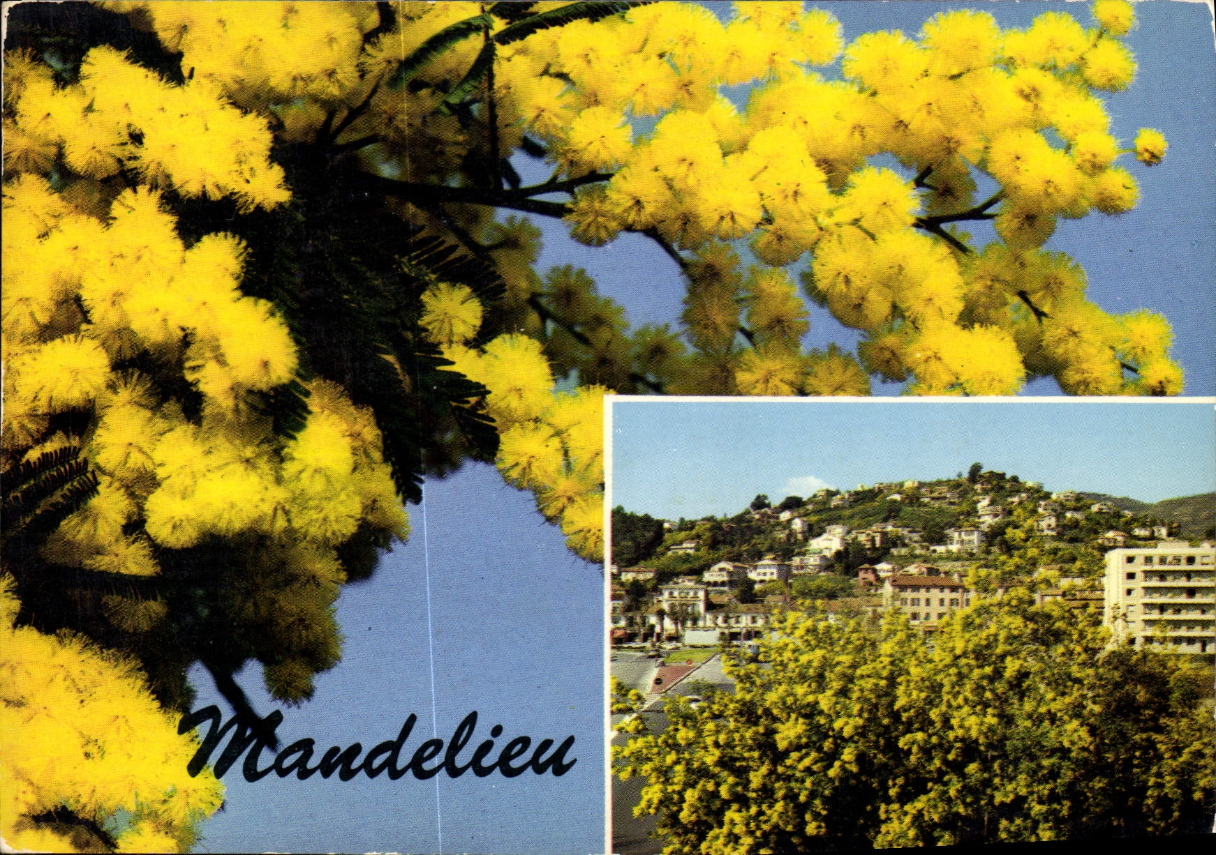 CPM Mandelieu Le Pays du Mimosa vue generale