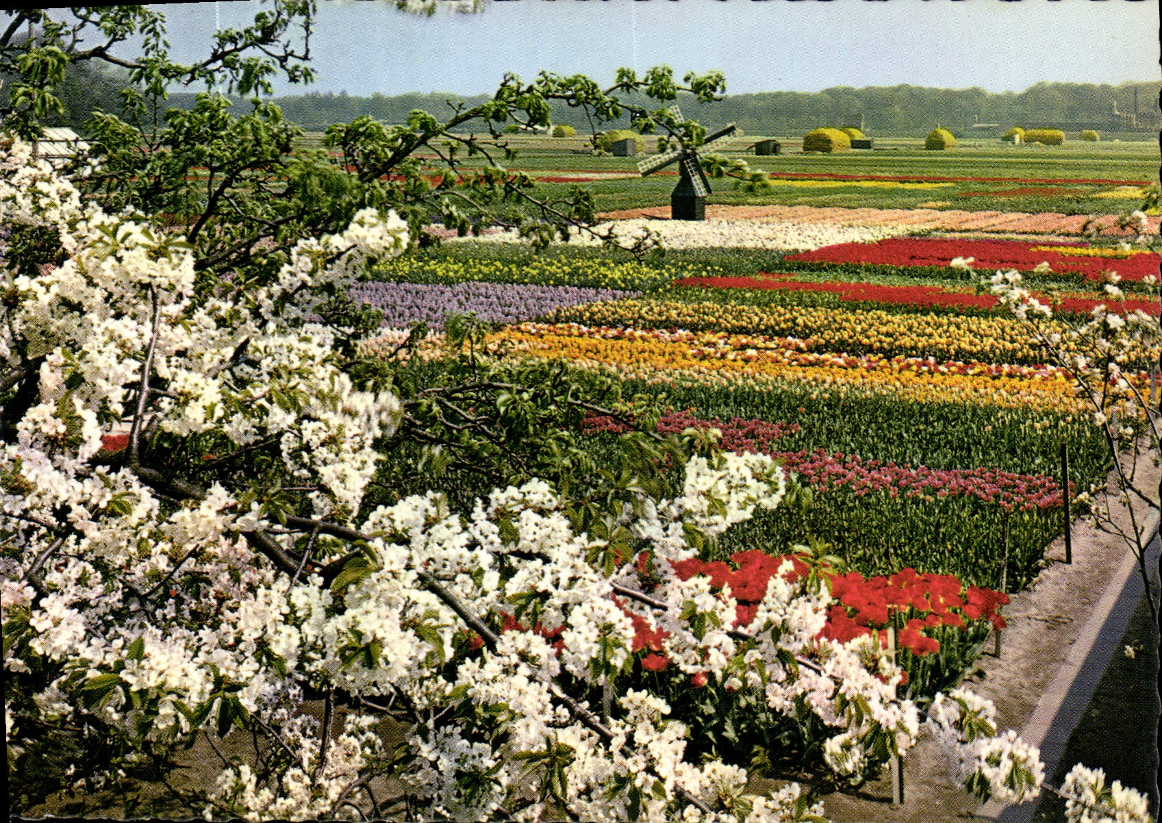 CPM La Hollande en Parure des Fleurs 