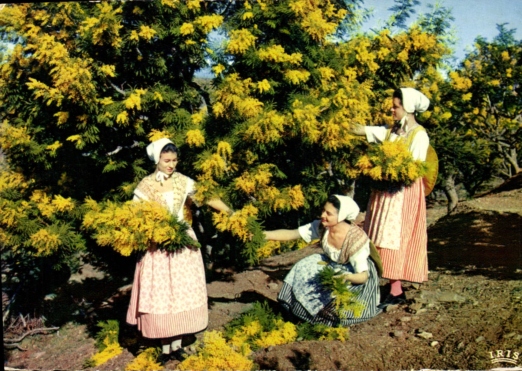 CPM Academie Provencale de Cannes Section de Basse Provence Cueillette du Mimos