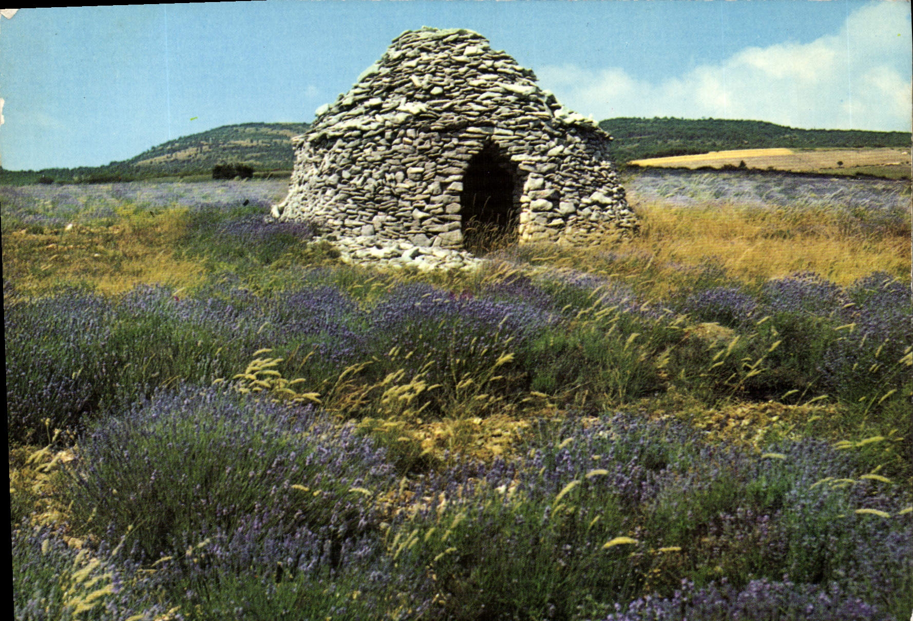CPM Les Belles Images de Provence Boris dans les lavandes 