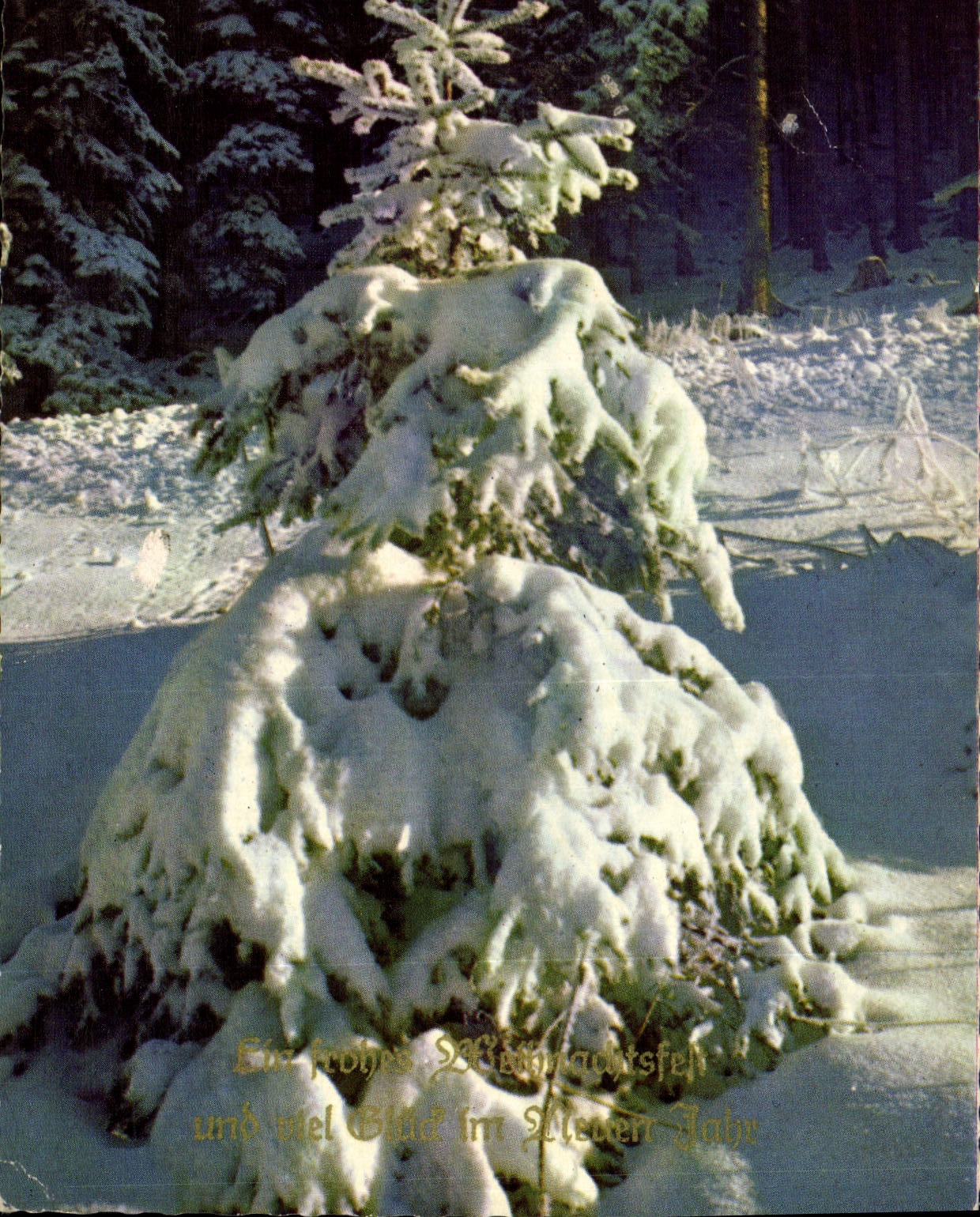 CPM Sapin sous la neige