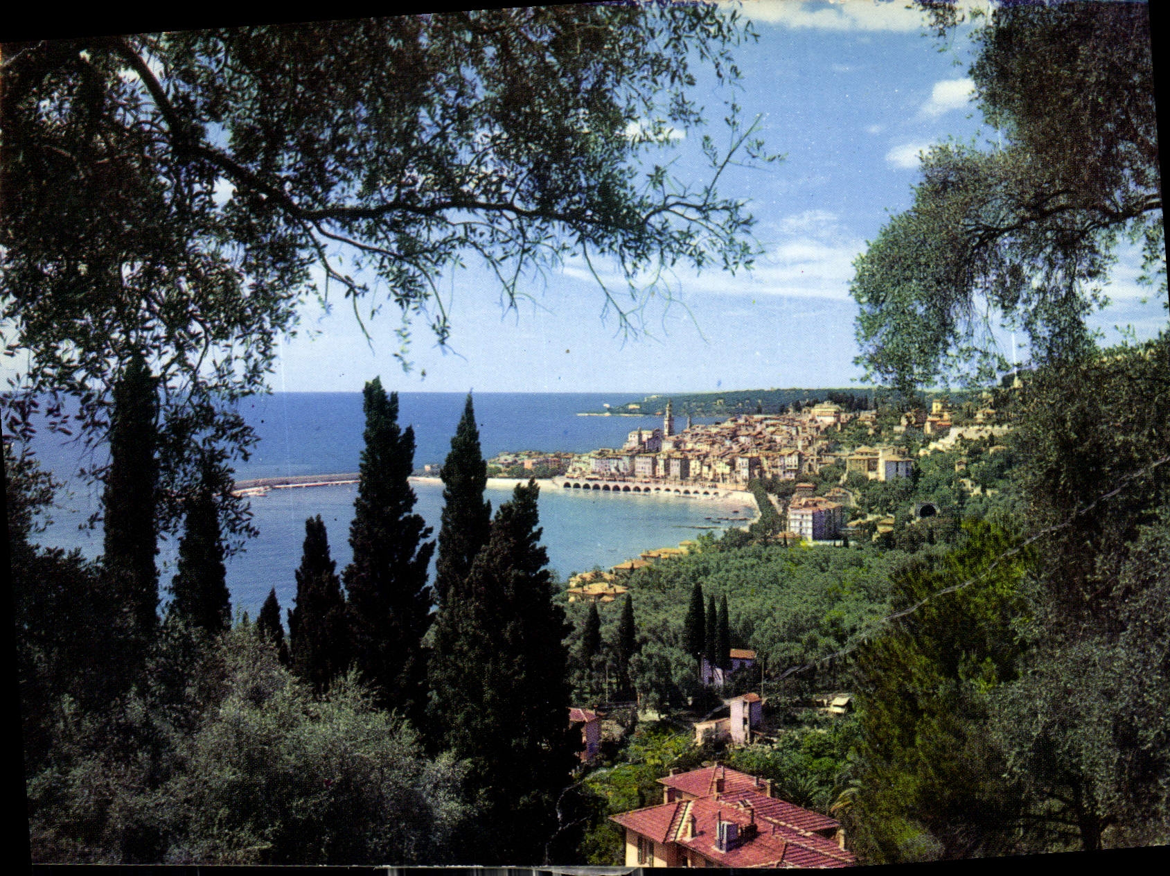 CPM Menton AM Vue generale prise a travers les oliviers 