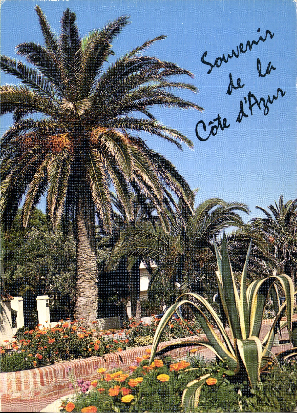 CPM Souvenir de la Cote d'Azur