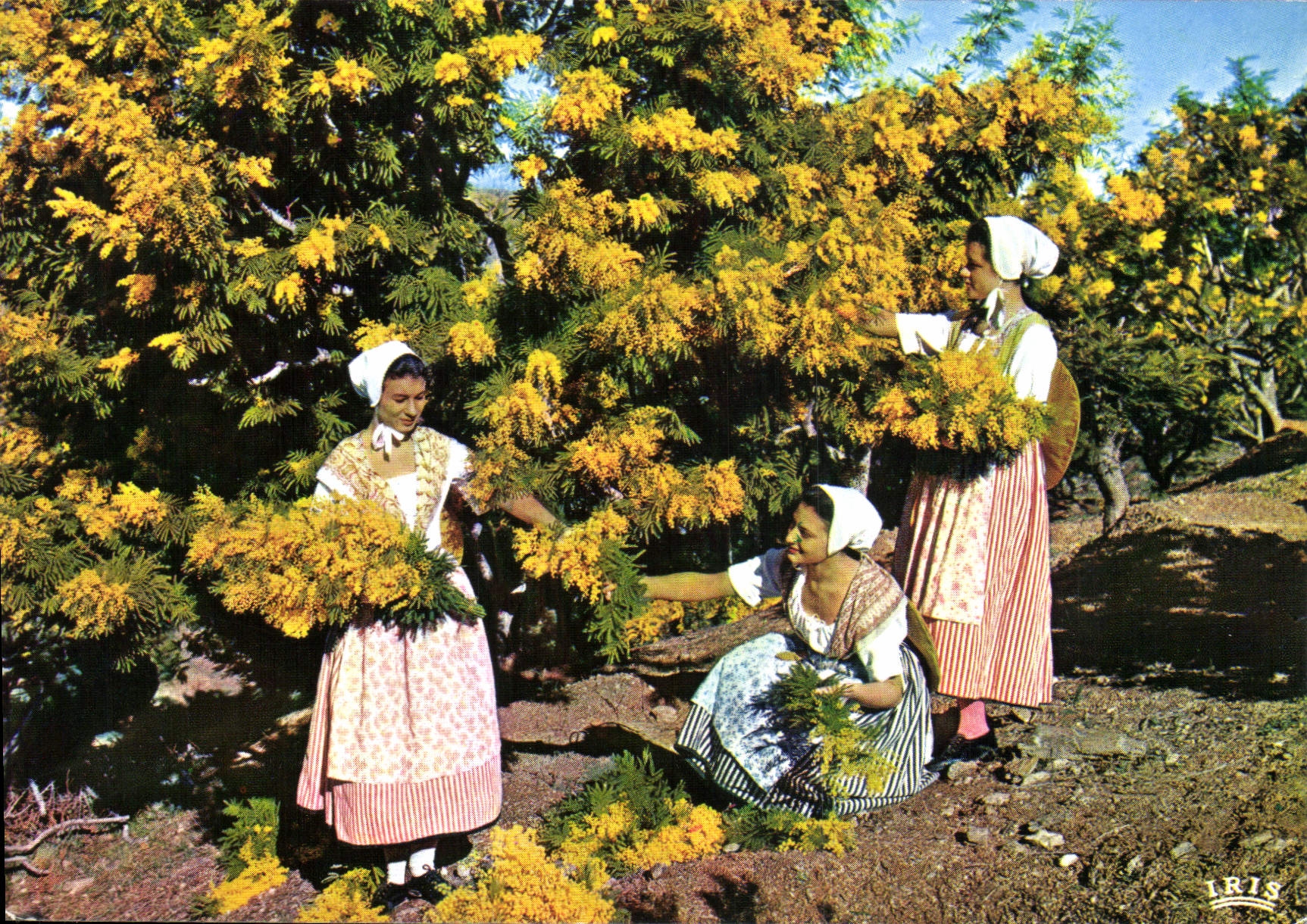 CPM Academie Provencale de Cannes Section de Basse Provence Cueillette du Mimosa