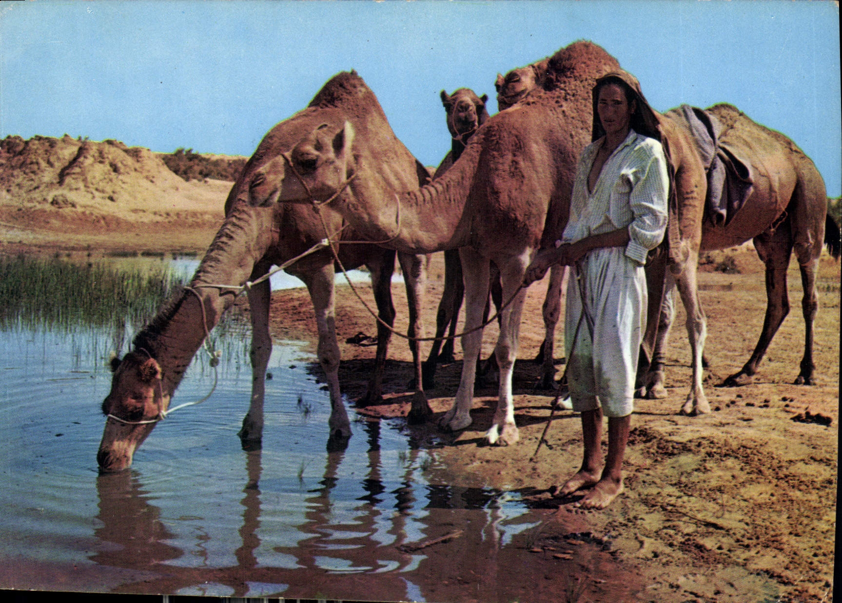 CPM Ile de Djerba sur la route du Diorf Chameau