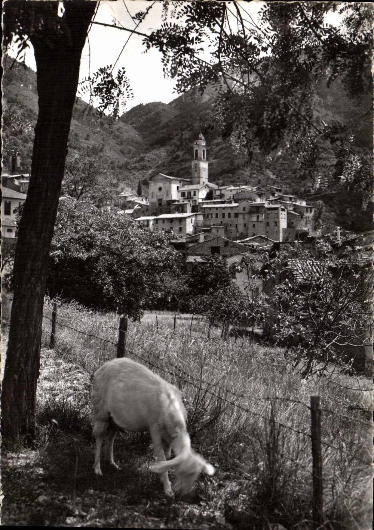 CPM Luceram Village medieval Vue generale Chevre