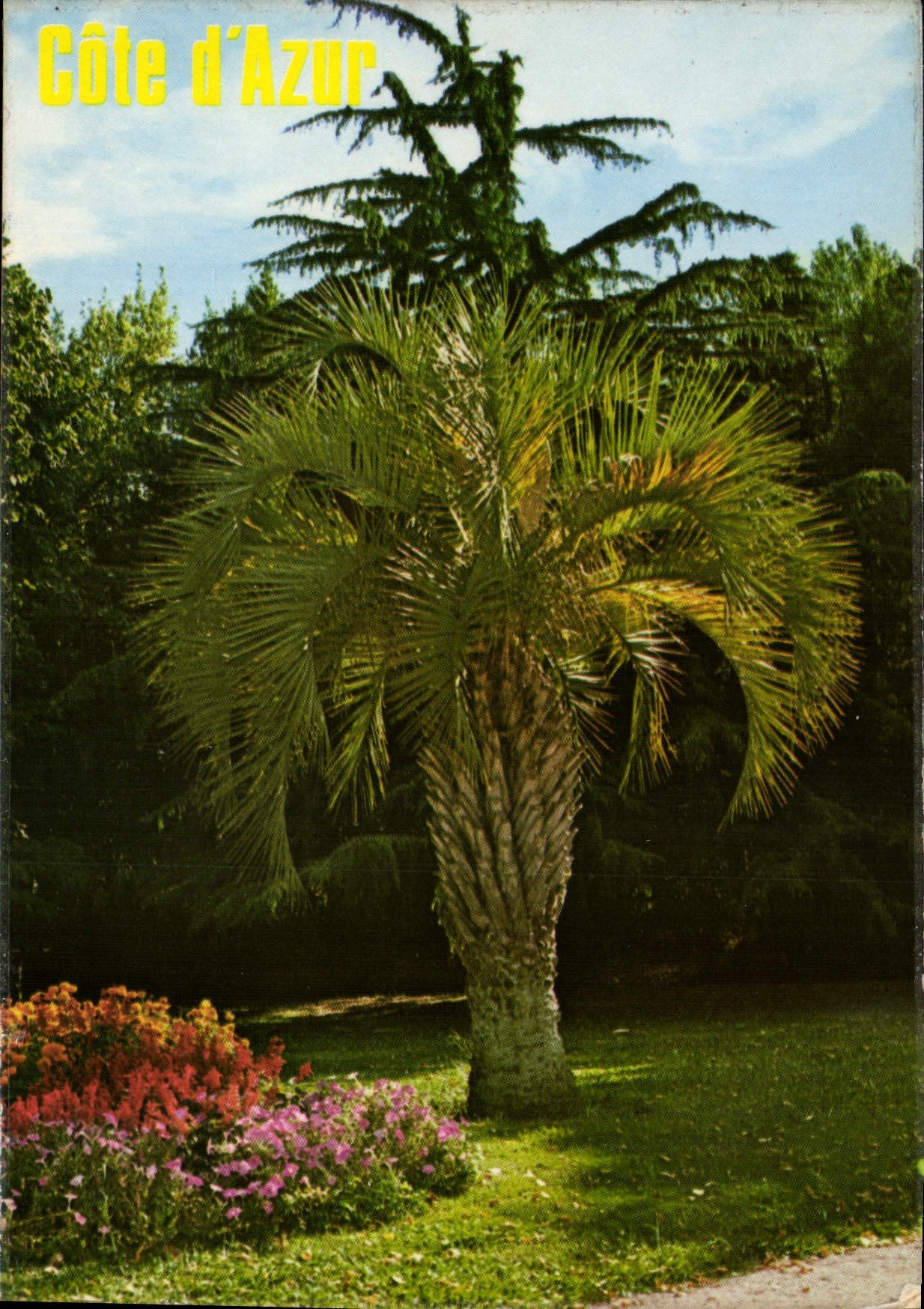 CPM Au Soleil de la Cote d'Azur Jardins et Palmiers Provencaux 