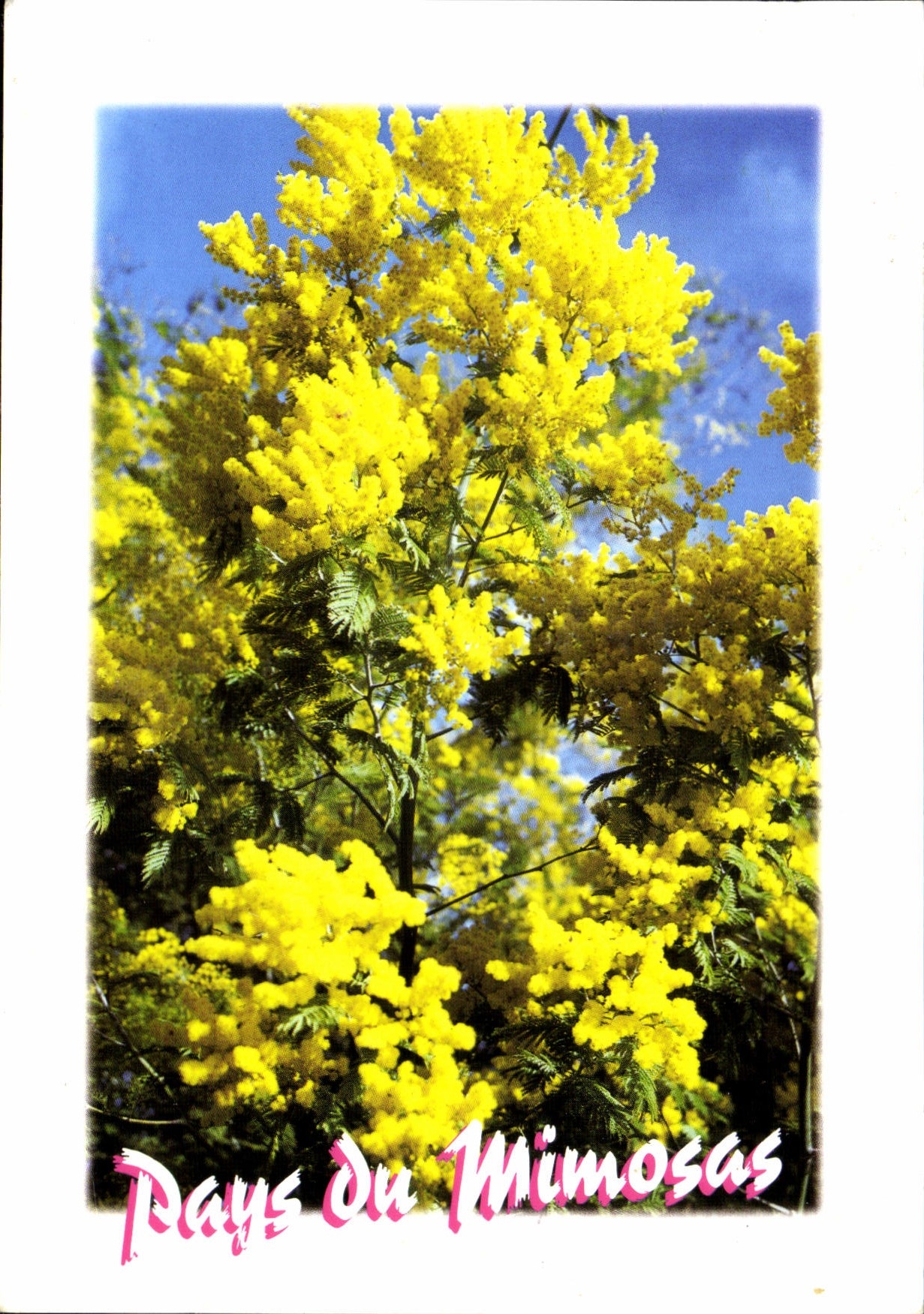 CPM Pays du Mimosas Image de la Cote d'Azur