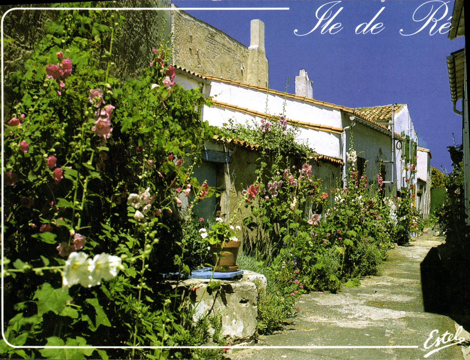 CPM La Cote Atlantique Ile De Re Charente Maritime