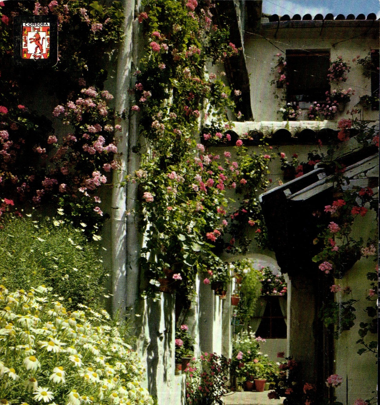 CPM Cordoba Cour cordovan 