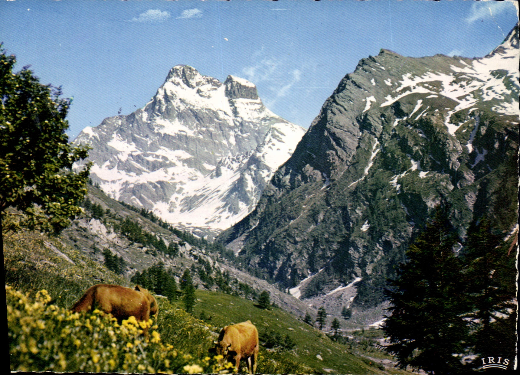 CPM Dans les Alpes Alpages du Mont Viso 