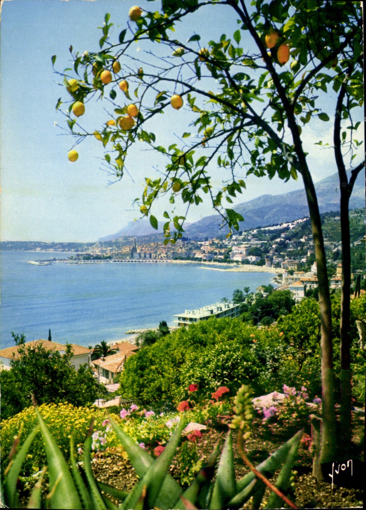 CPM La Cote d'Azur miracle de la nature Menton Alpes Maritimes les citronniers et la Splendide Baie