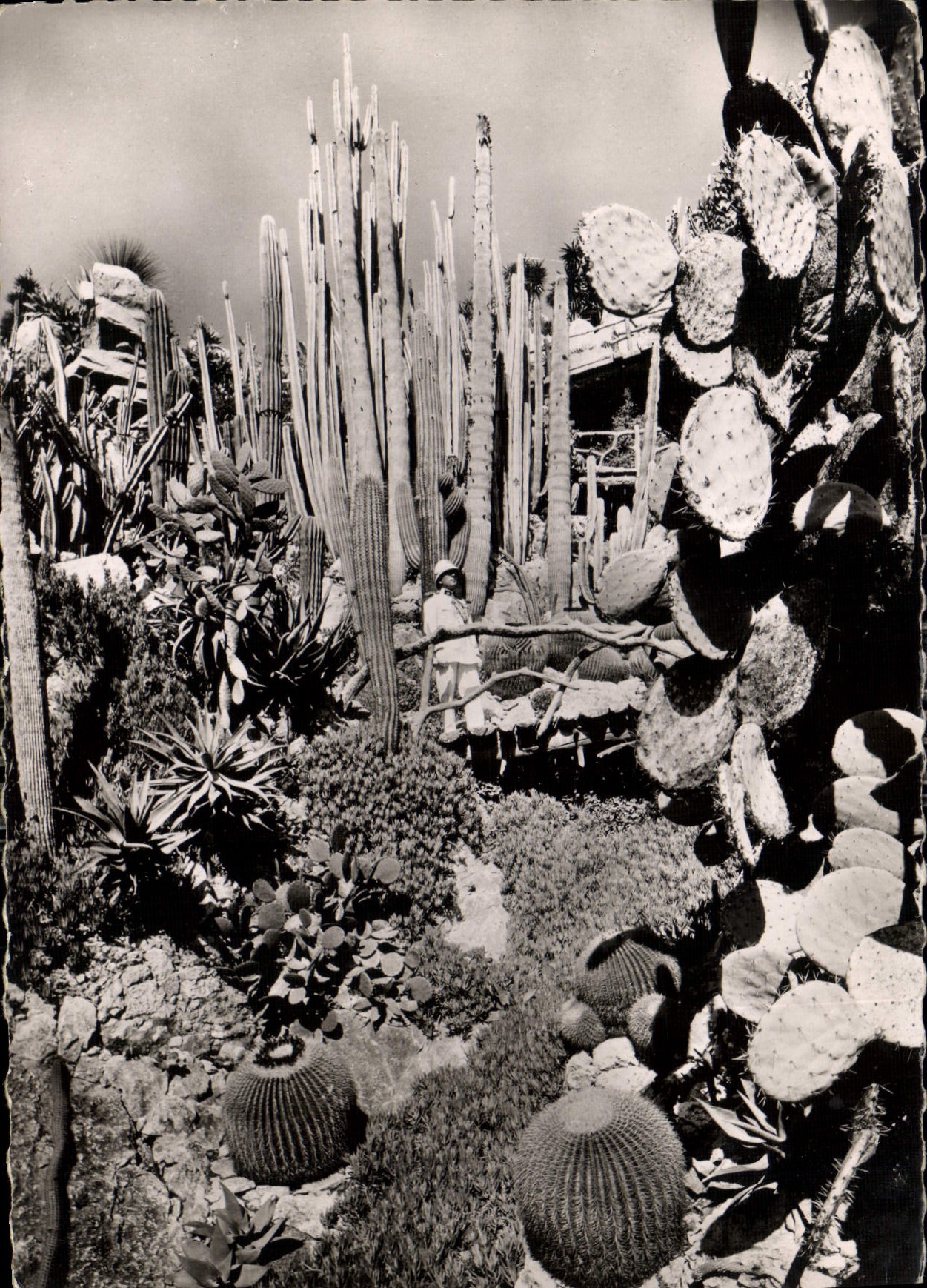 CPM Le Jardin Exotique de Monaco le torrent des Klenia Cereus colonaires Echinocactus grusoni Opunti