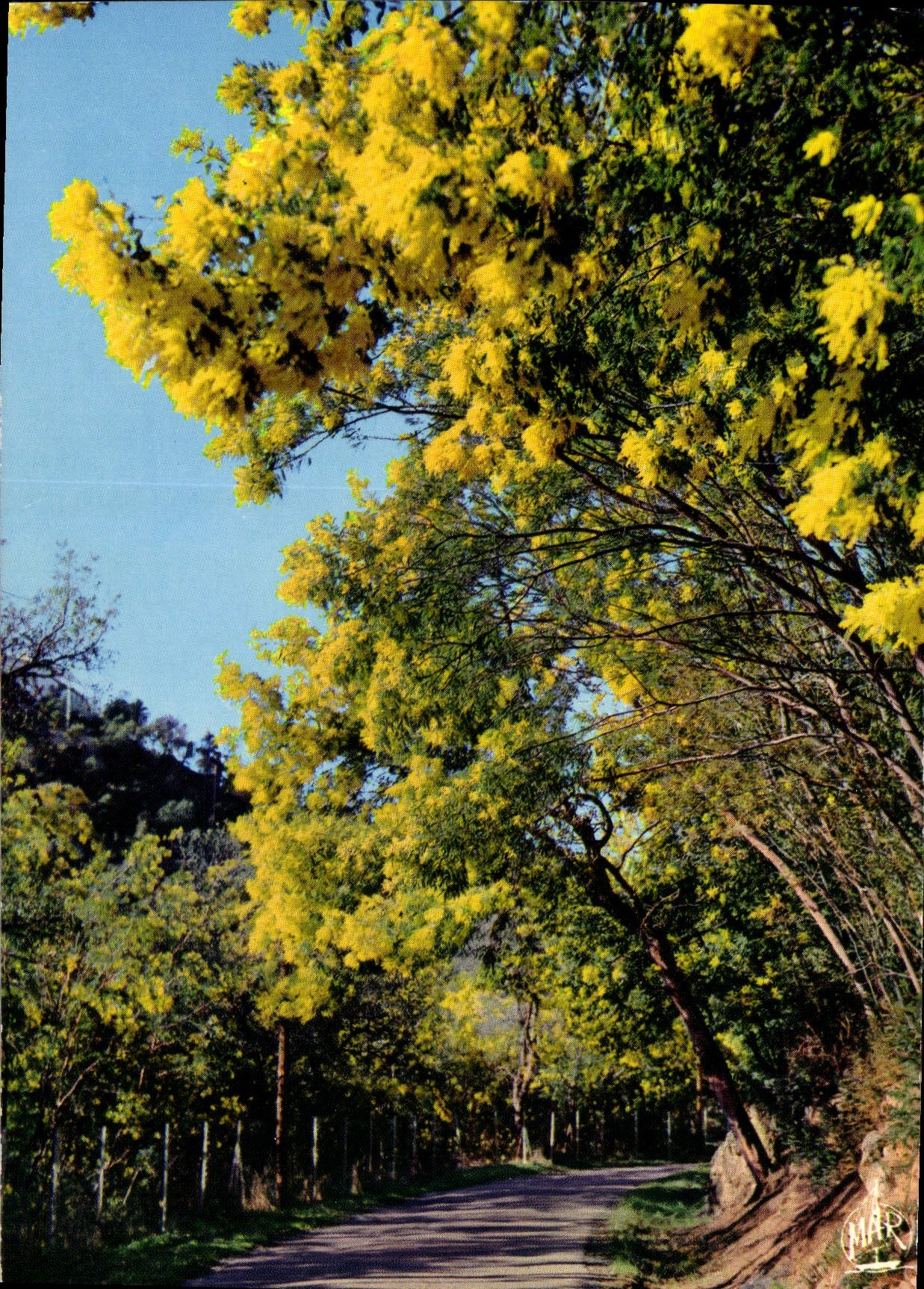 CPM La Cote d'Azur Promenade sous les Mimosas