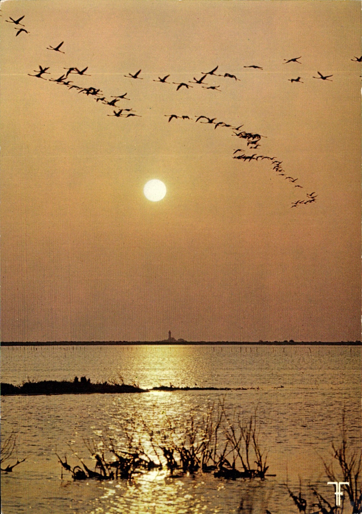 CPM Camargue les Flamants roses font une gloire au soleil Couchant