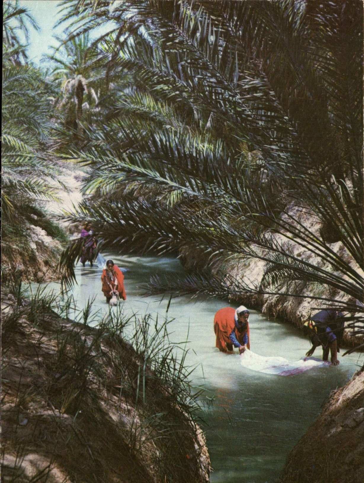 CPM Tunisie les Lavandieres de l'Oasis 