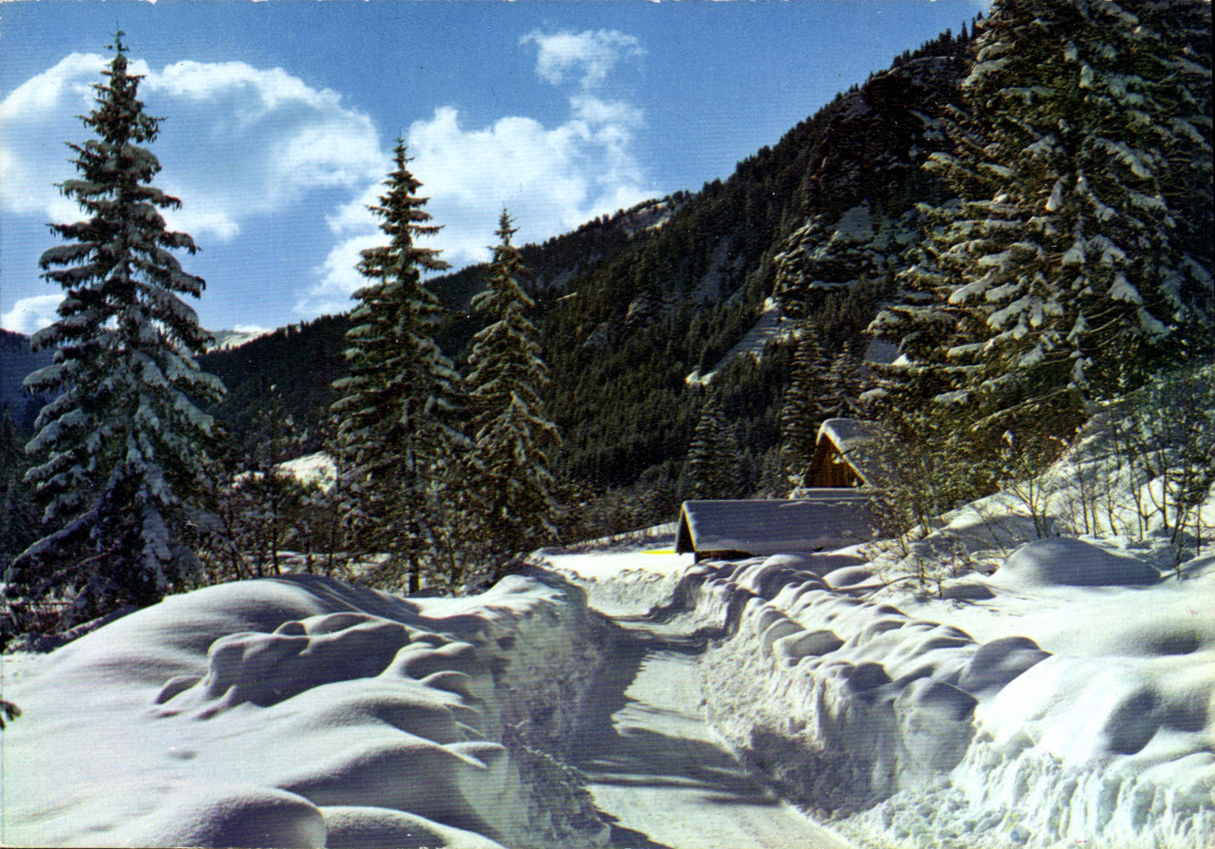 CPM Image de nos Montagnes en hiver Chemin de neige a travers les sapins