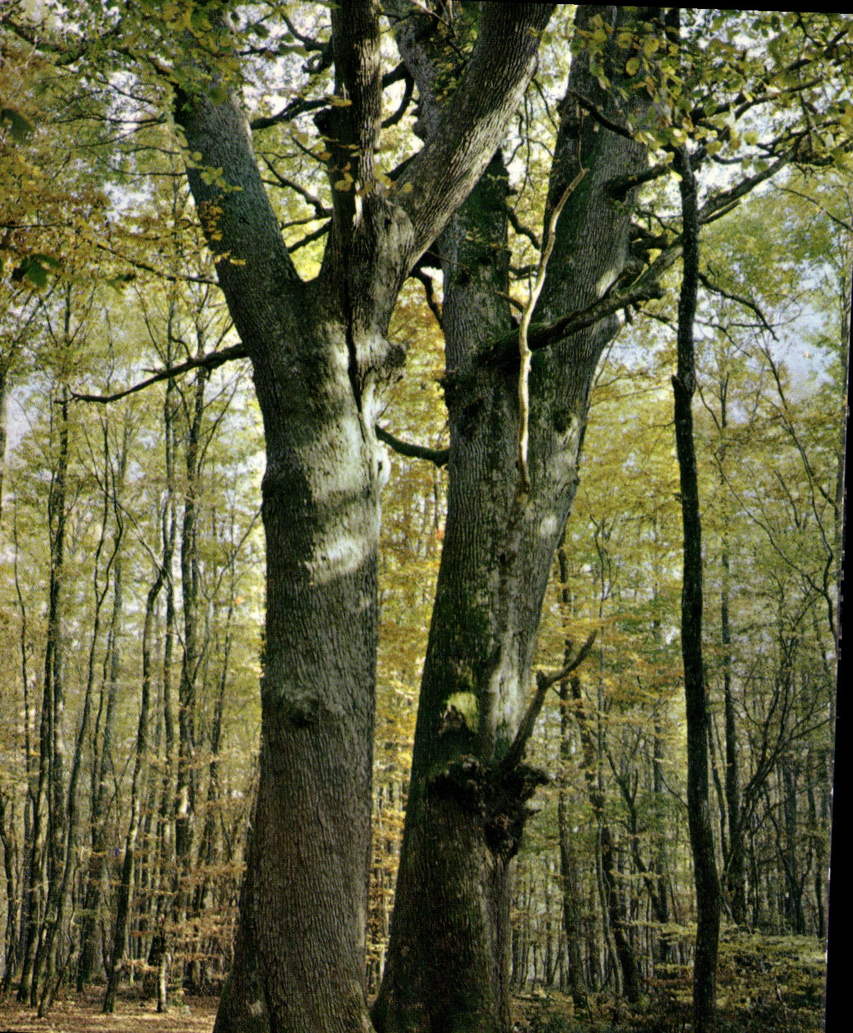 CPM En Foret de Troncais Allier Chenes les Jumeaux