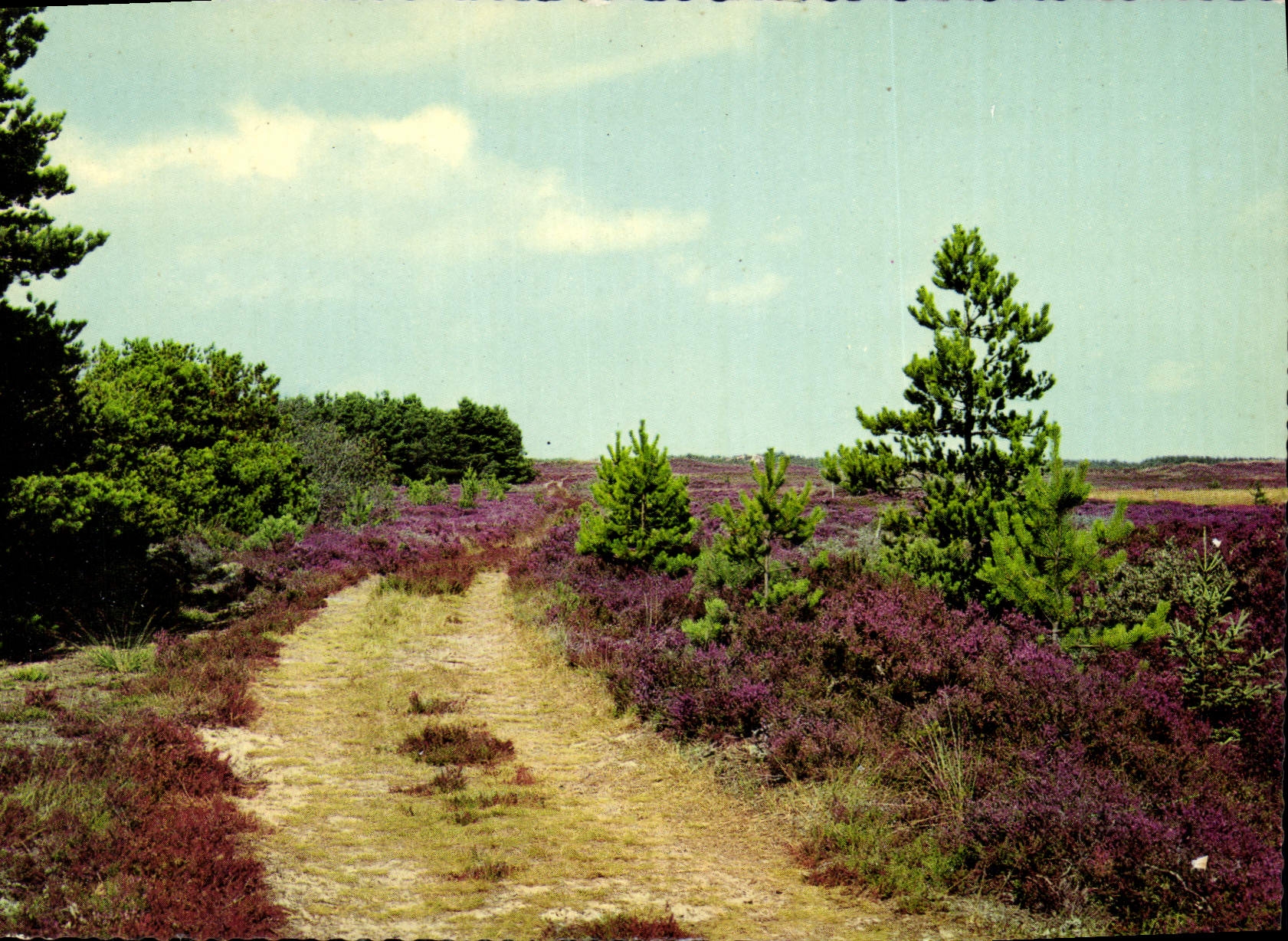 CPM Danish moorland 