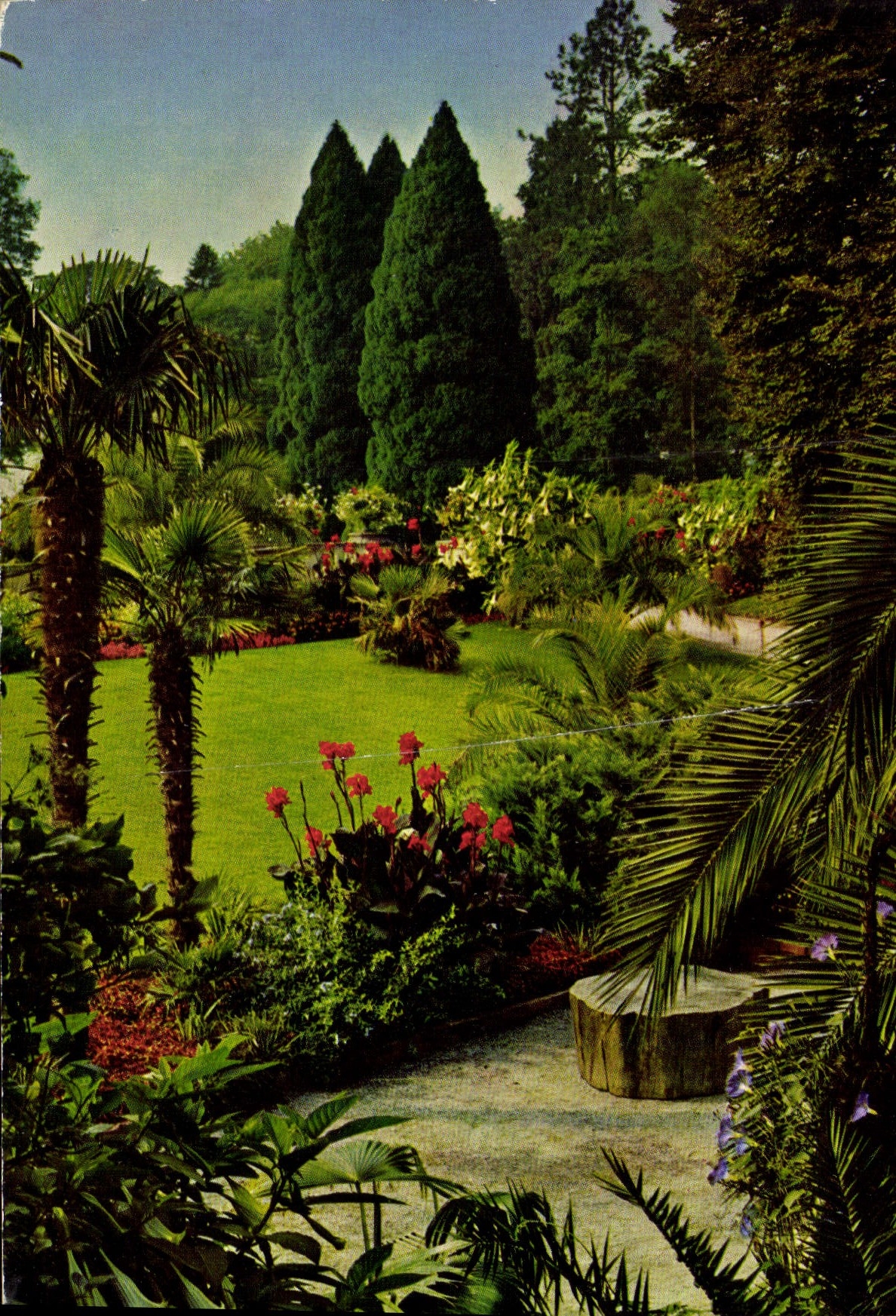 CPM Ile de Mainau au Lac de Constance vue de la palmiere vers le parc