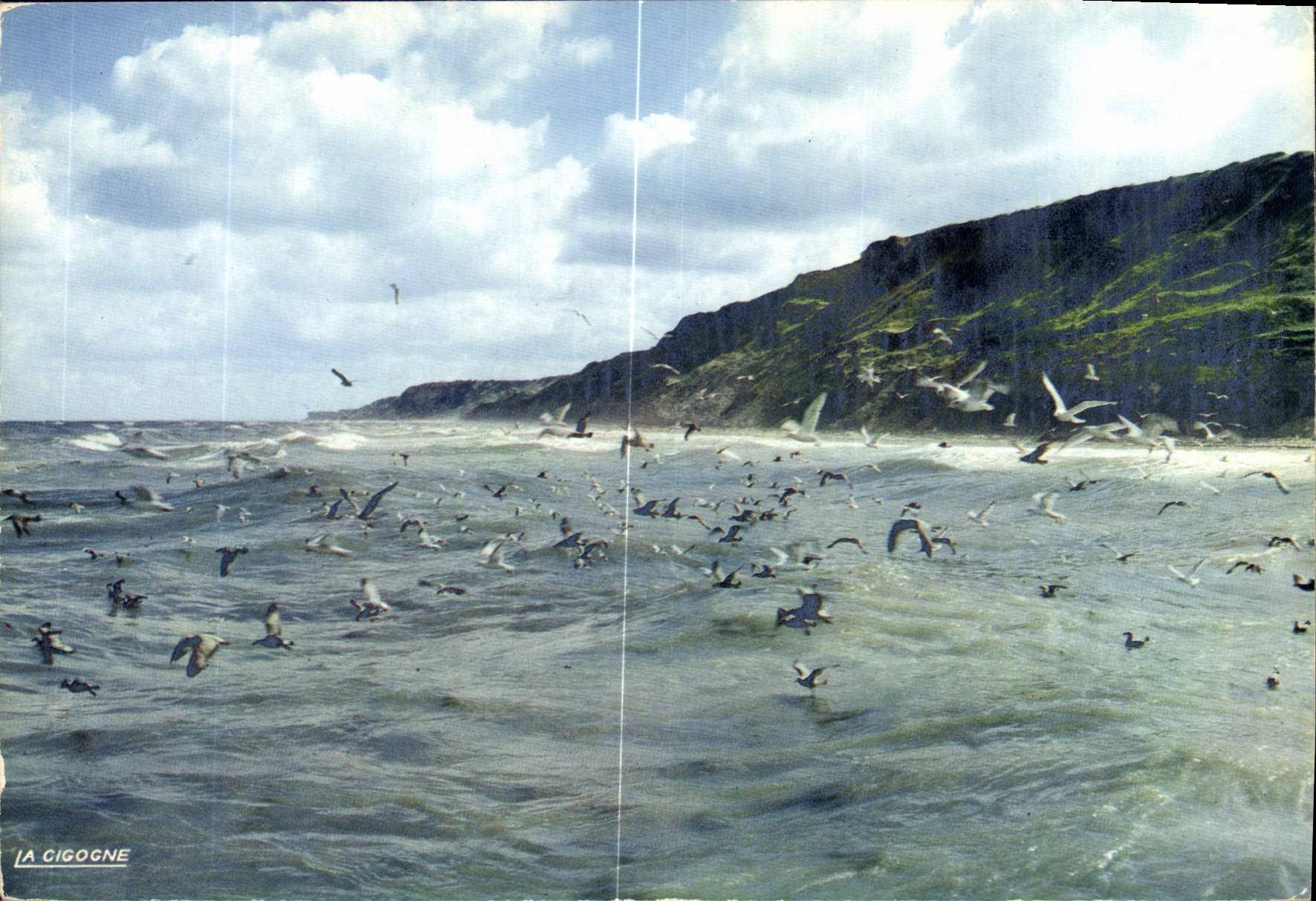 CPM Envol de mouettes 