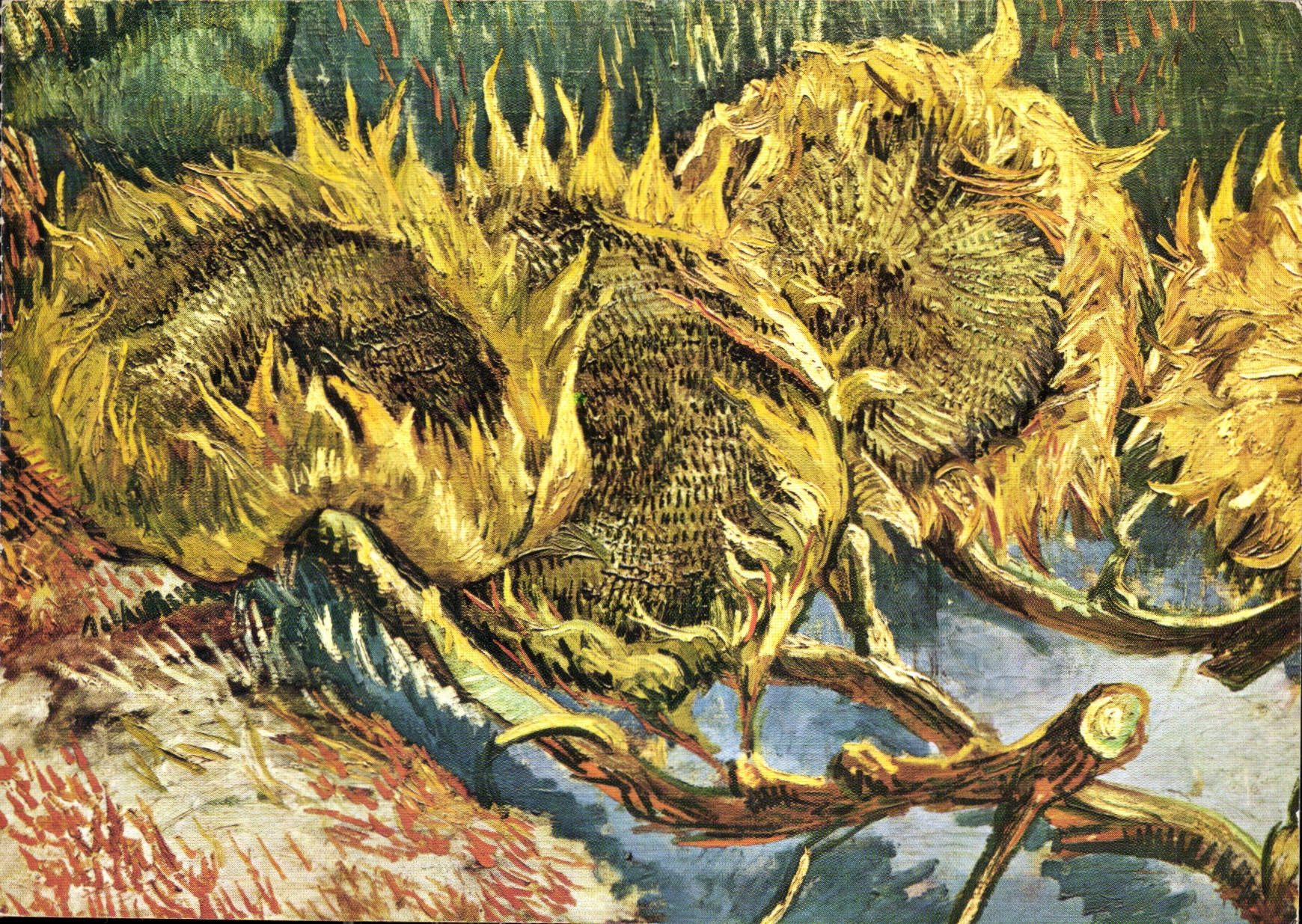 CPM Vincent Van Gogh Quatre fleurs de toumesols Otterlo Rijksmuseum Kroller Muller 