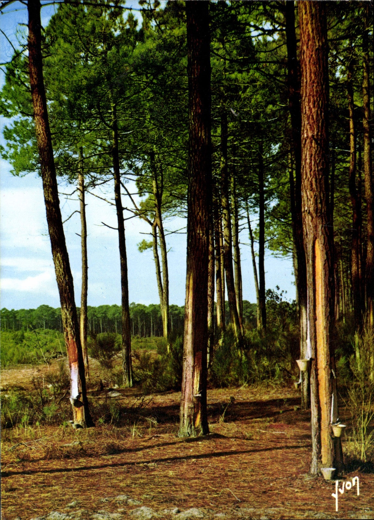 CPM Couleurs et Lumiere de France A l'Oree de la foret de pins 