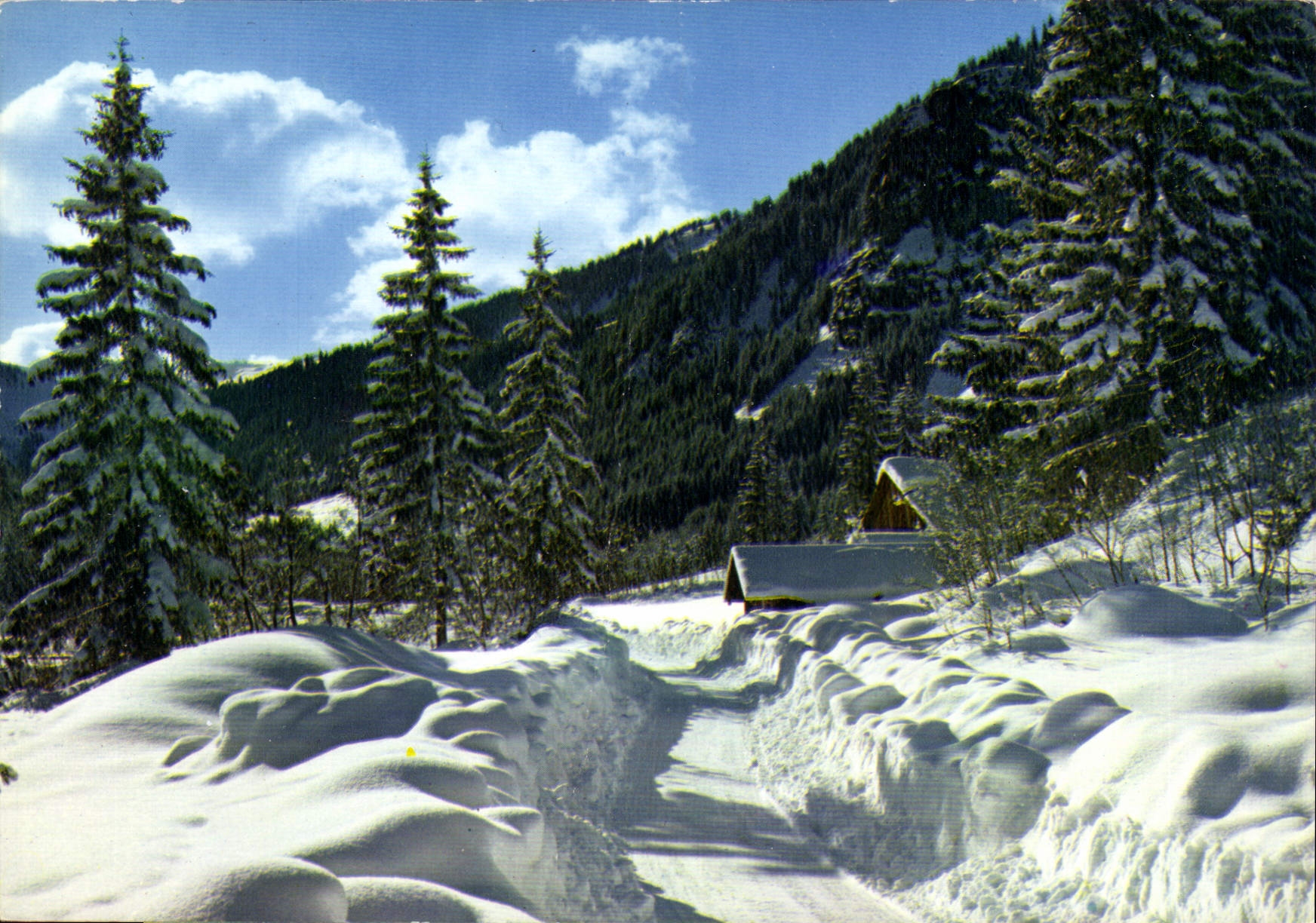 CPM Image de nos Montagnes en hiver Chemin de neige a travers les sapins 