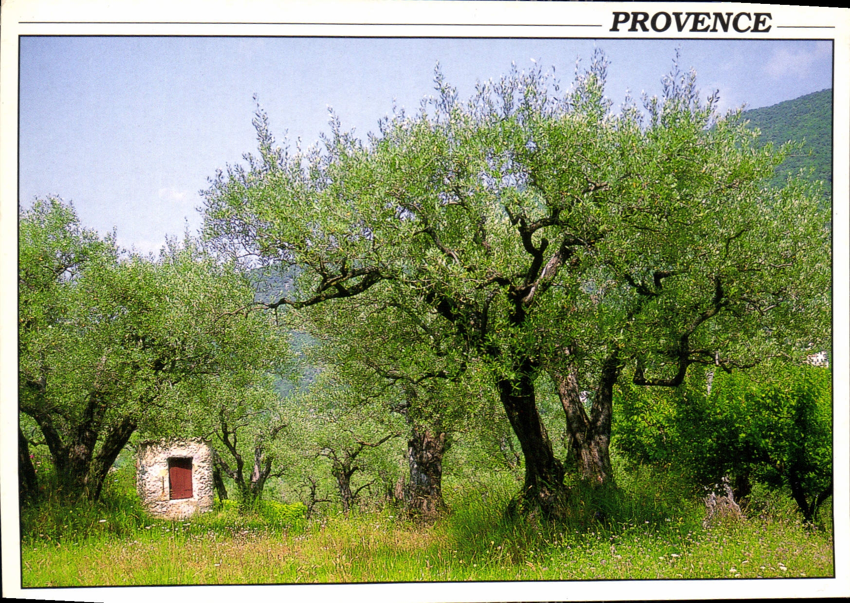 CPM Champs D'Oliviers Provence 