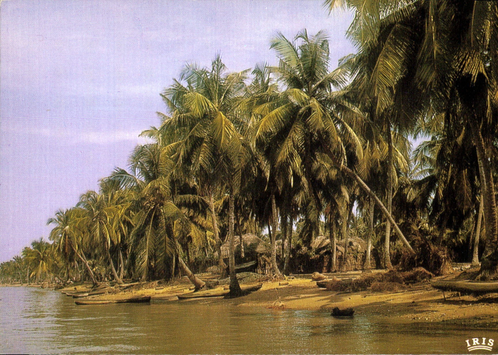 CPM Afrique Plage de cocotiers 