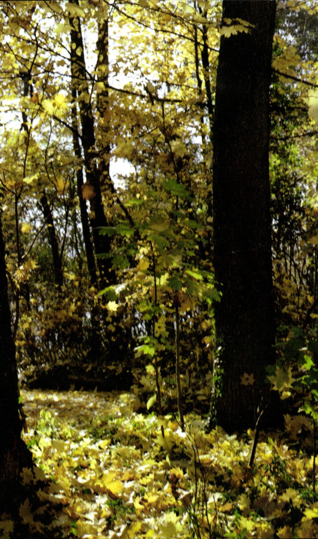 CPM Ouvre les yeux et vois la gloire du Seigneur 
