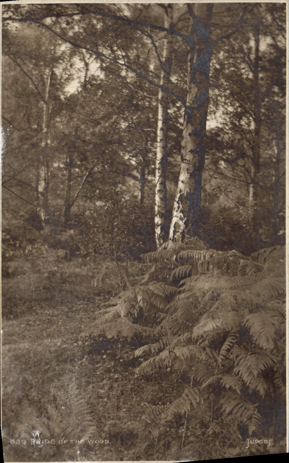 CPA Tride on The Wood 