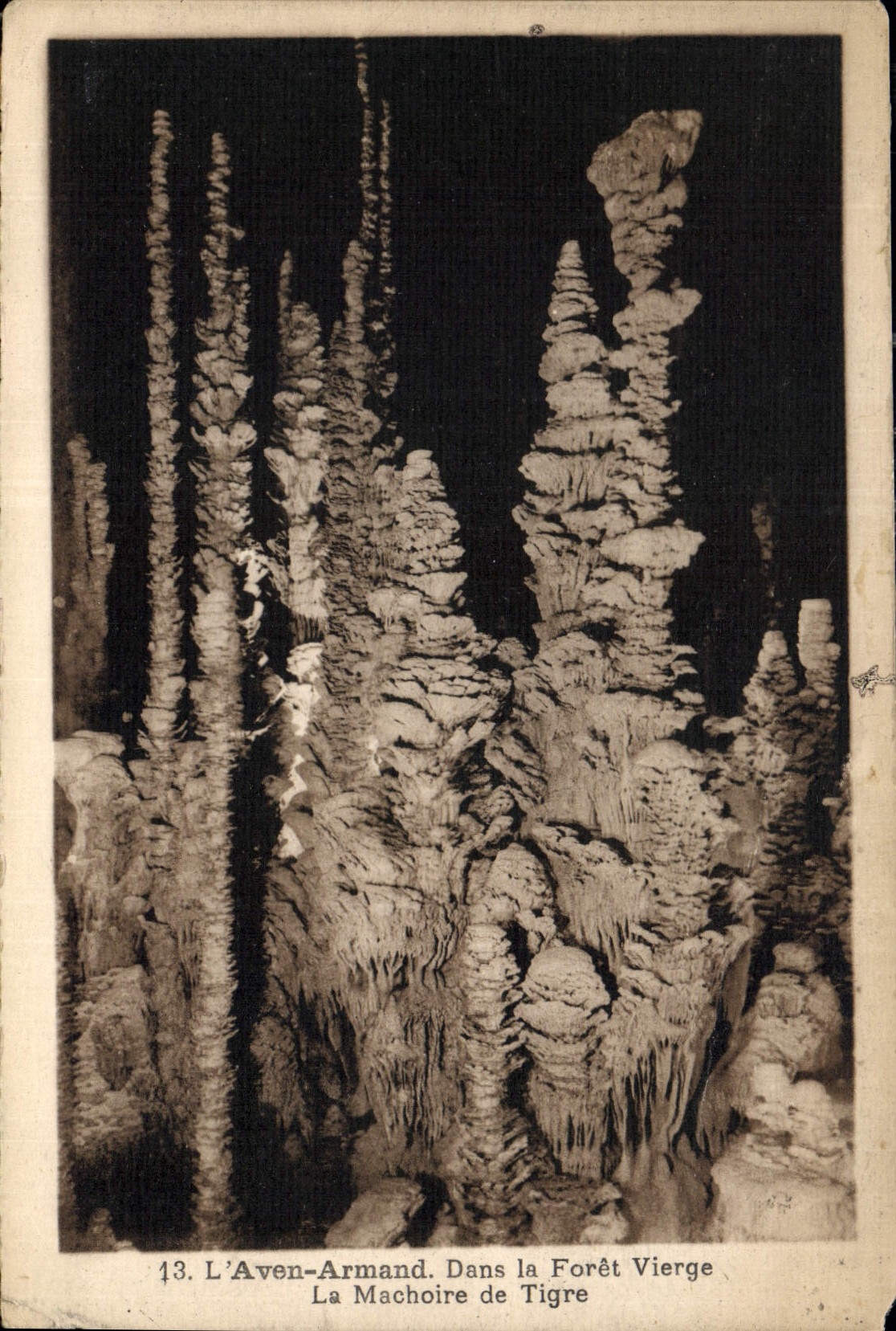 CPA l'Aven Armand Dans la Foret Vierge La Machoire de Tigre