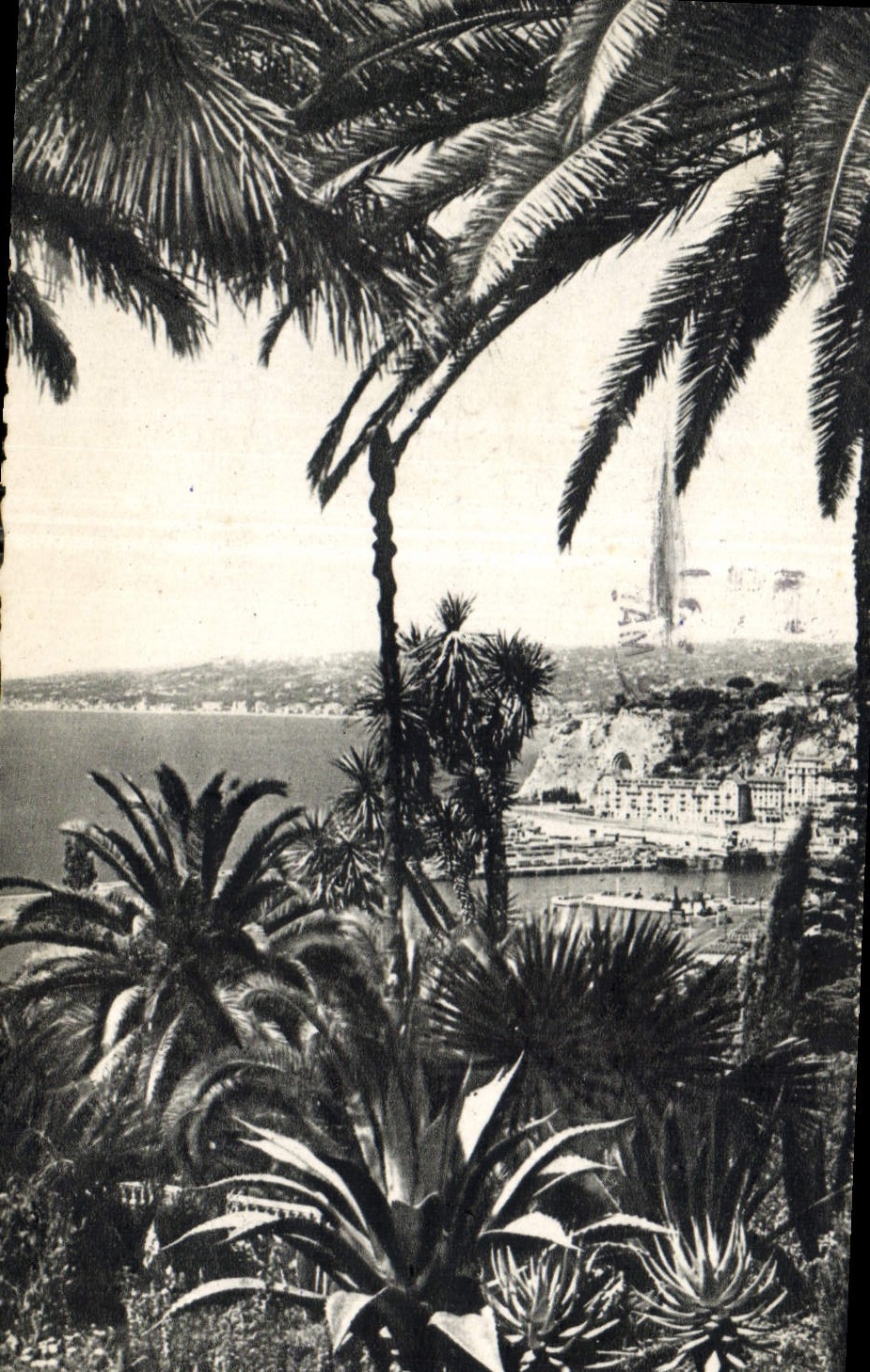 CPA Nice entre les Palmiers 