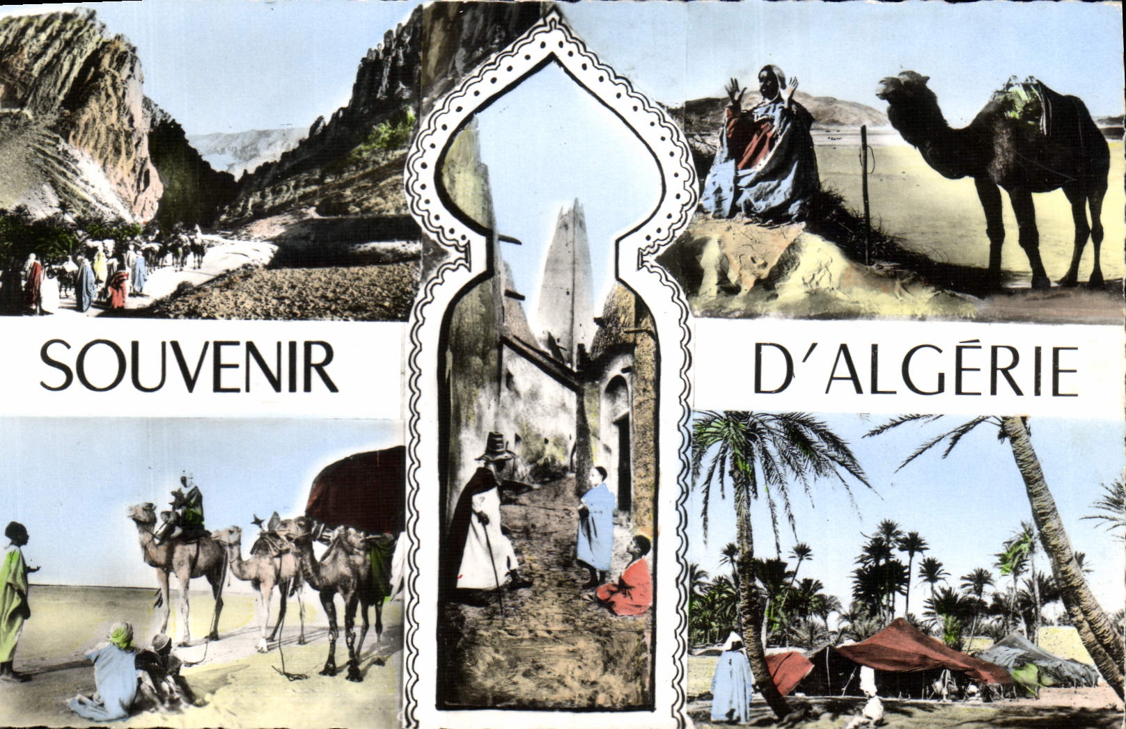 CPA Souvenir d'Algerie Chameau