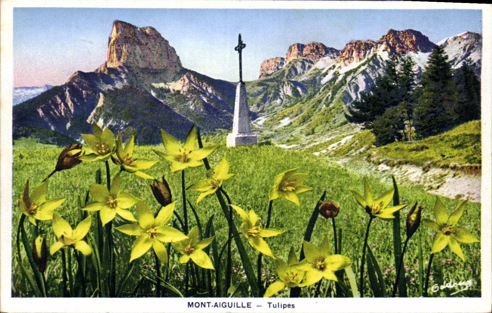 CPA Mont Aiguille Tulipes 