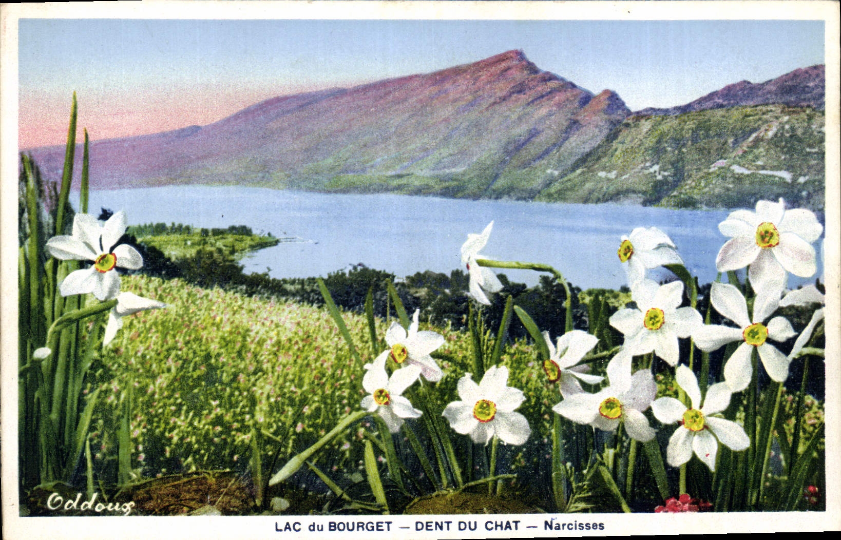CPA Lac du Bourget Dent du Chat Narcisses
