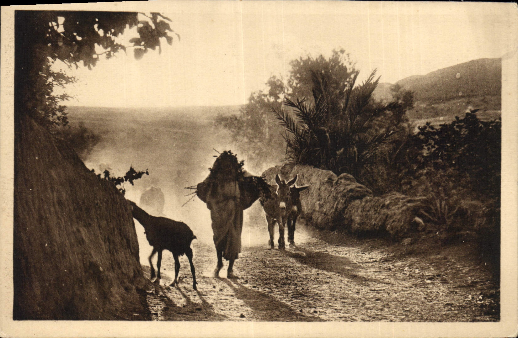 CPA Gafsa Dans la poussiere Ane Mule