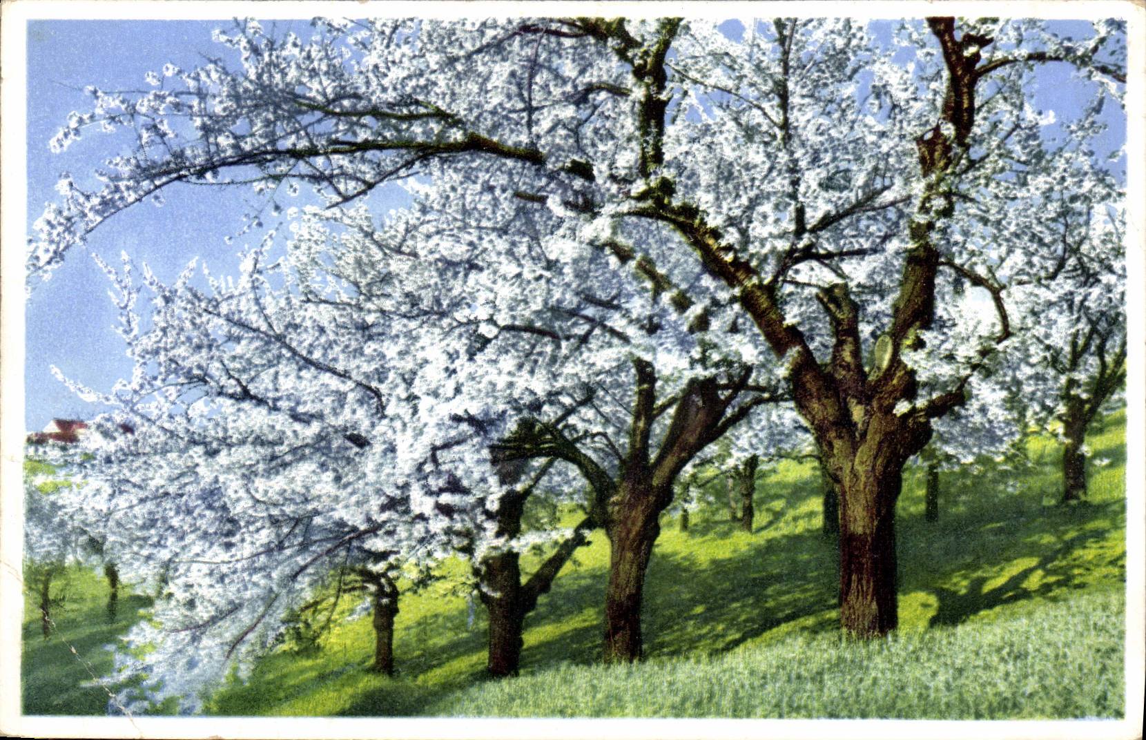 CPA Arbres en fleurs