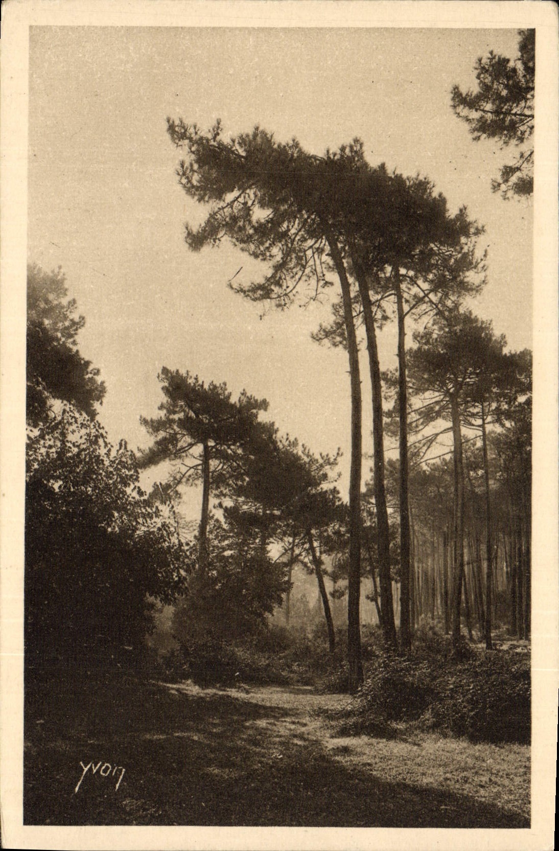CPA Arcachon Silhouettes de Pins dans la Ville d'Hiver