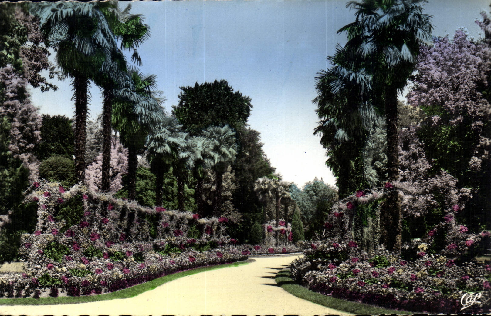 CPA Tarbes L'allee des Palmiers du Parc Massey