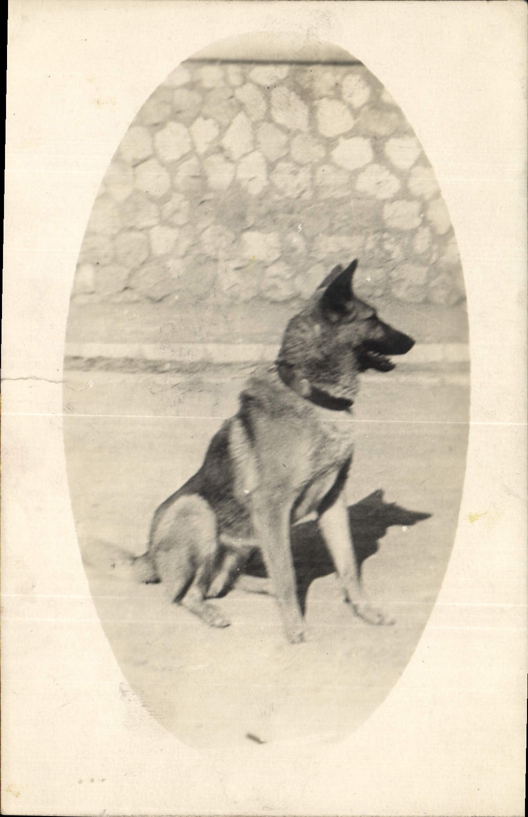 CARTE PHOTO Chien Berger allemand
