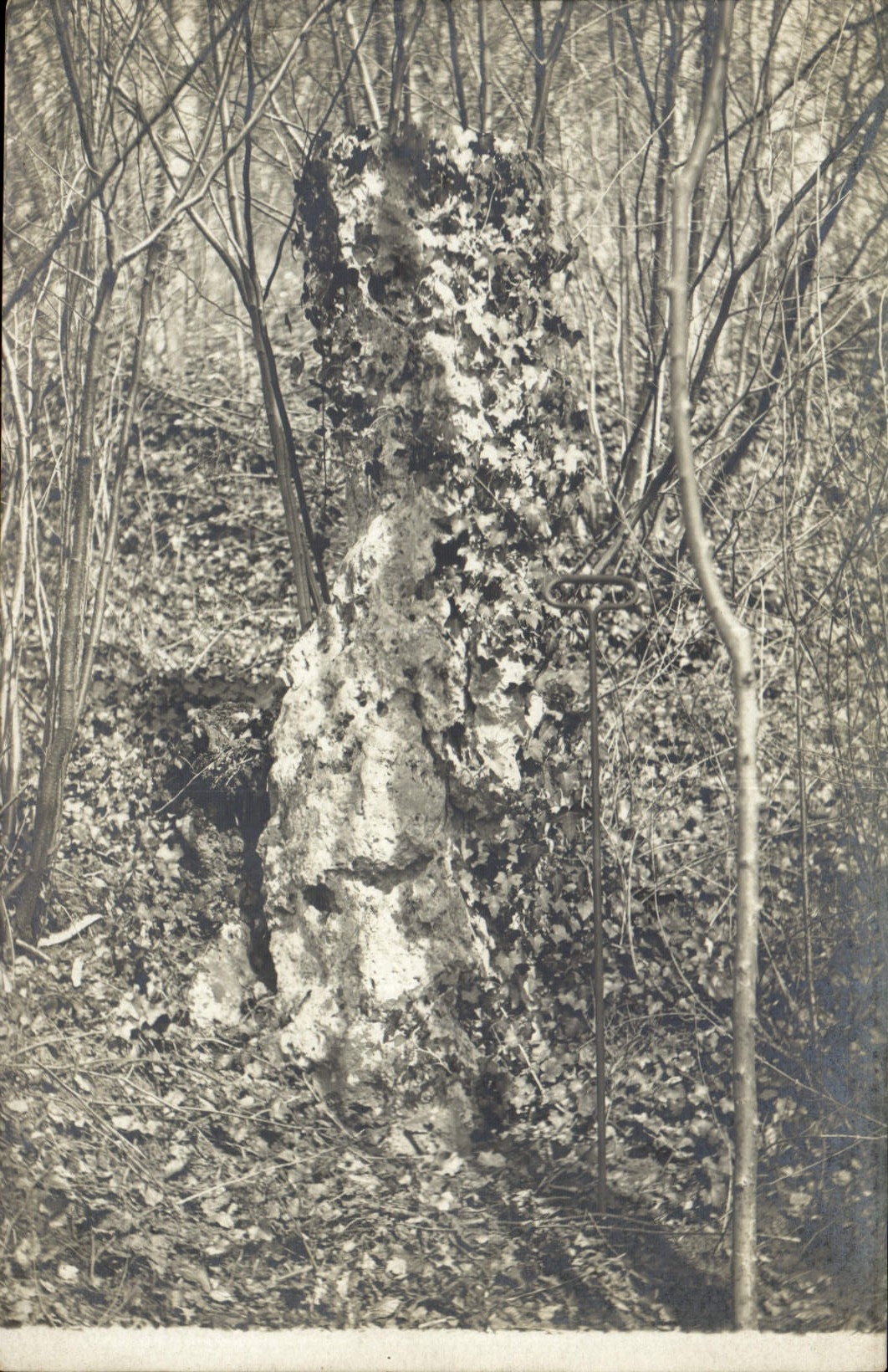 CARTE PHOTO Arbre